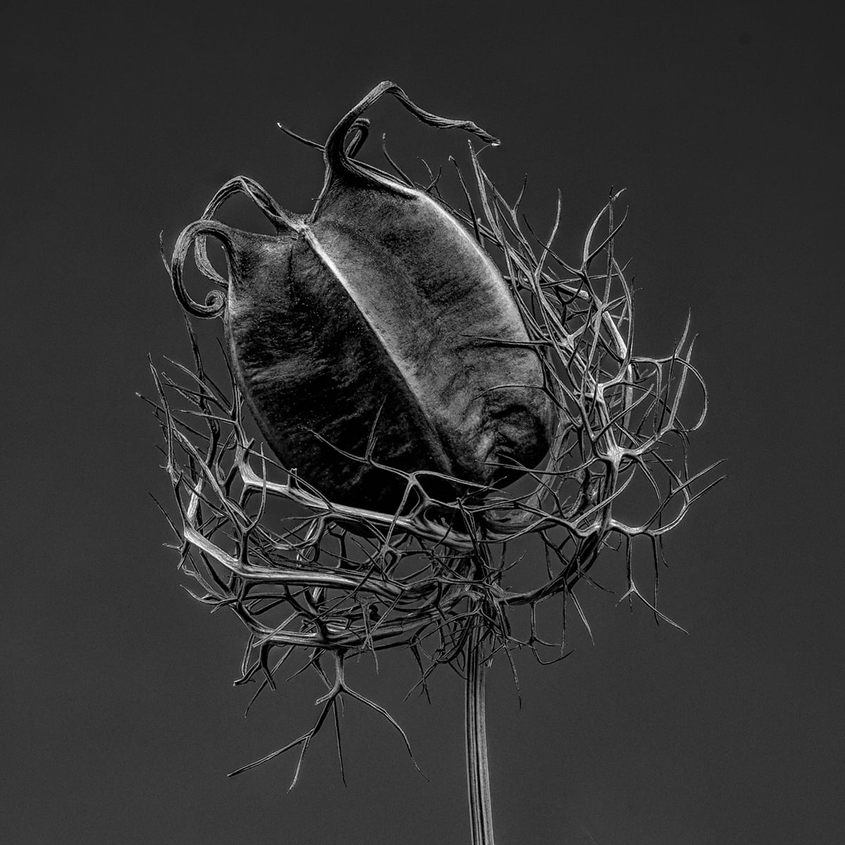 Portfolio Image