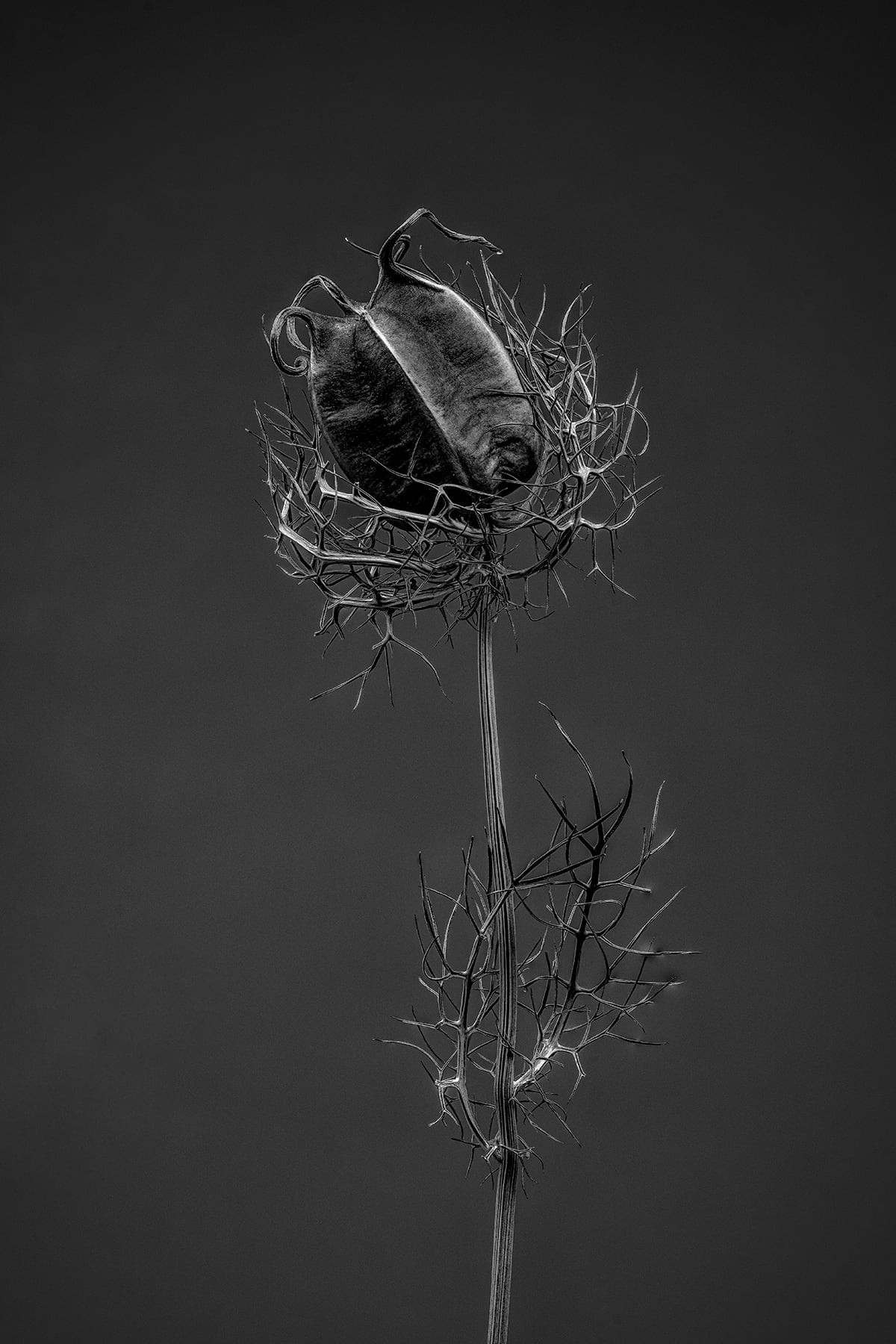Portfolio Image