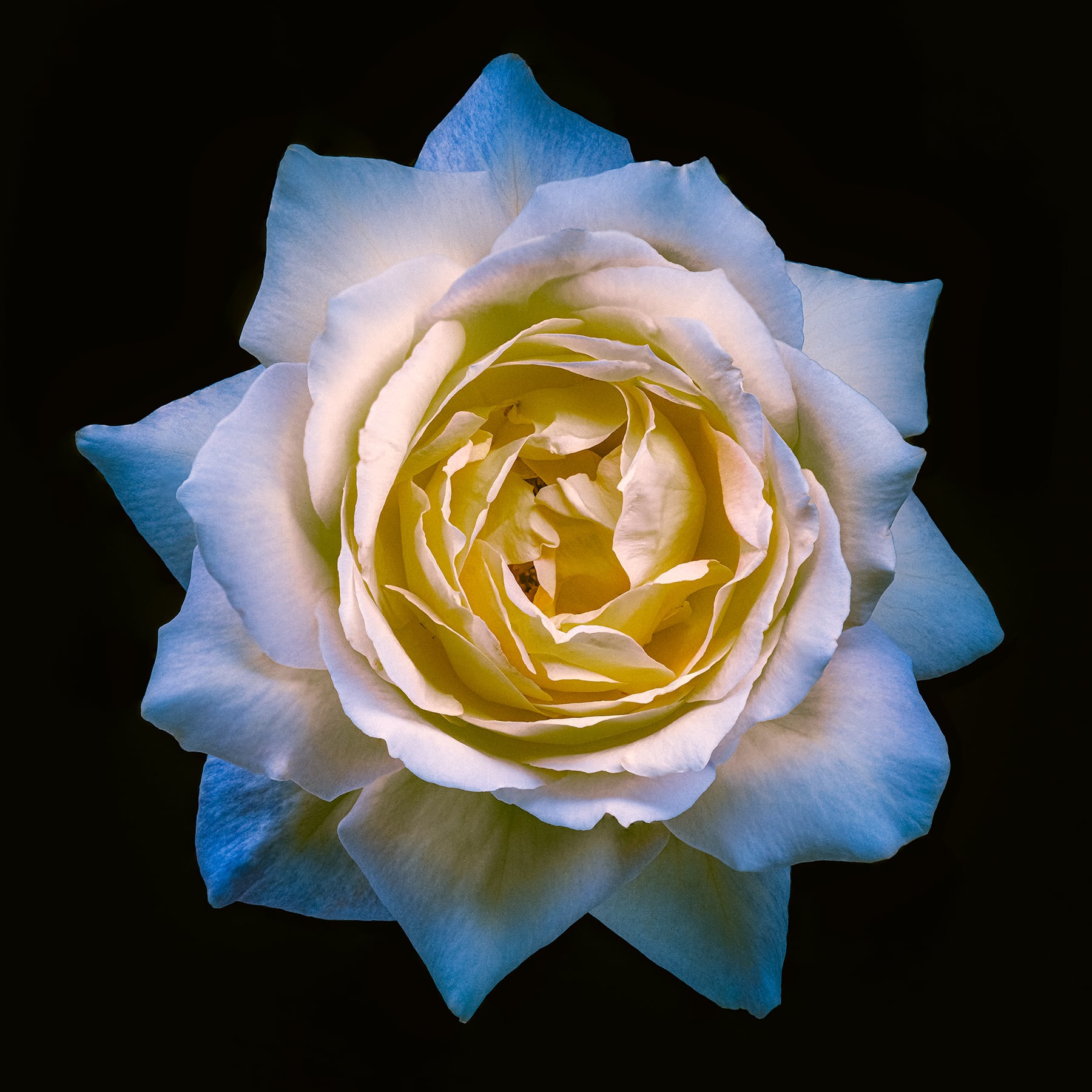 Portfolio Image