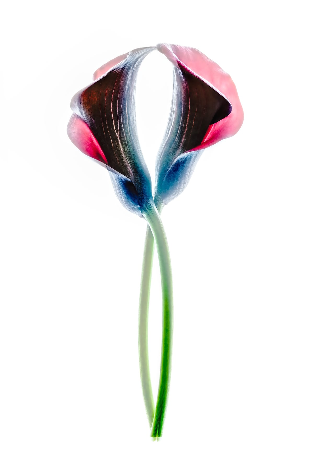 Portfolio Image