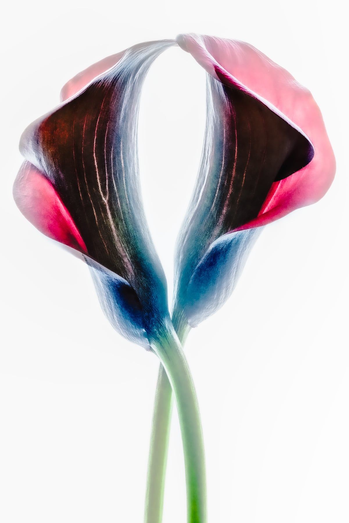 Portfolio Image