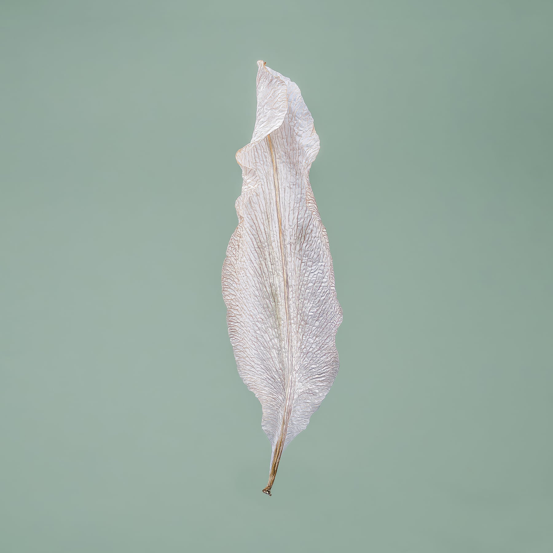 Portfolio Image