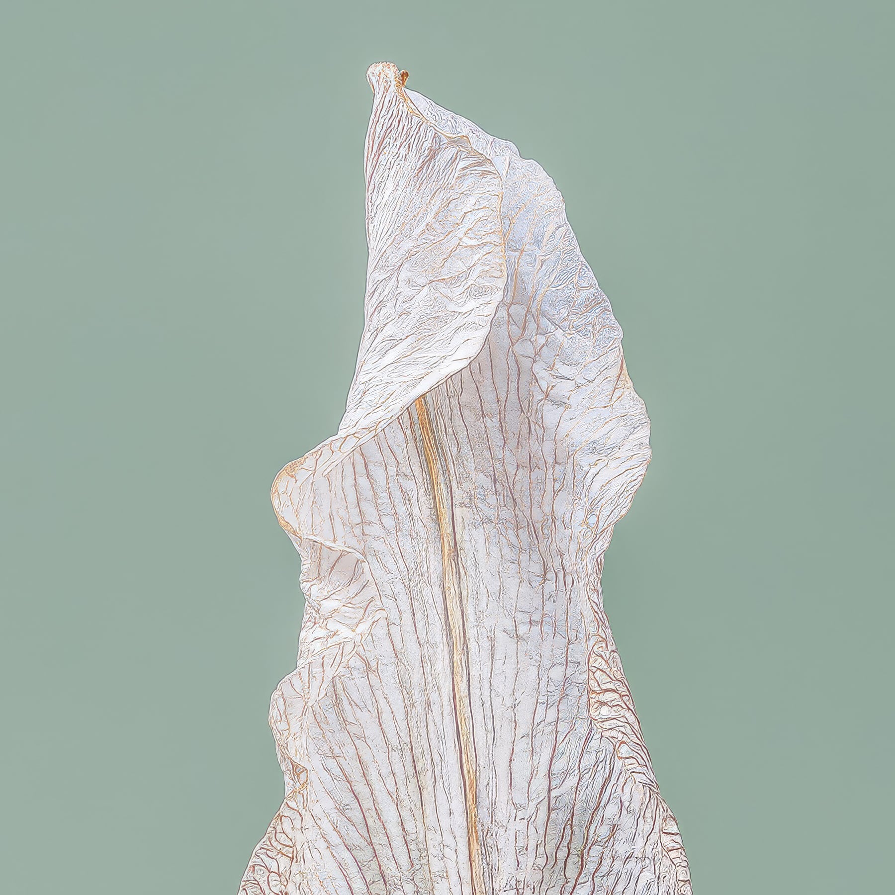 Portfolio Image