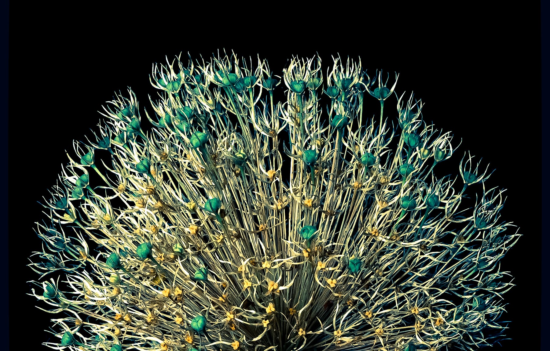 Portfolio Image