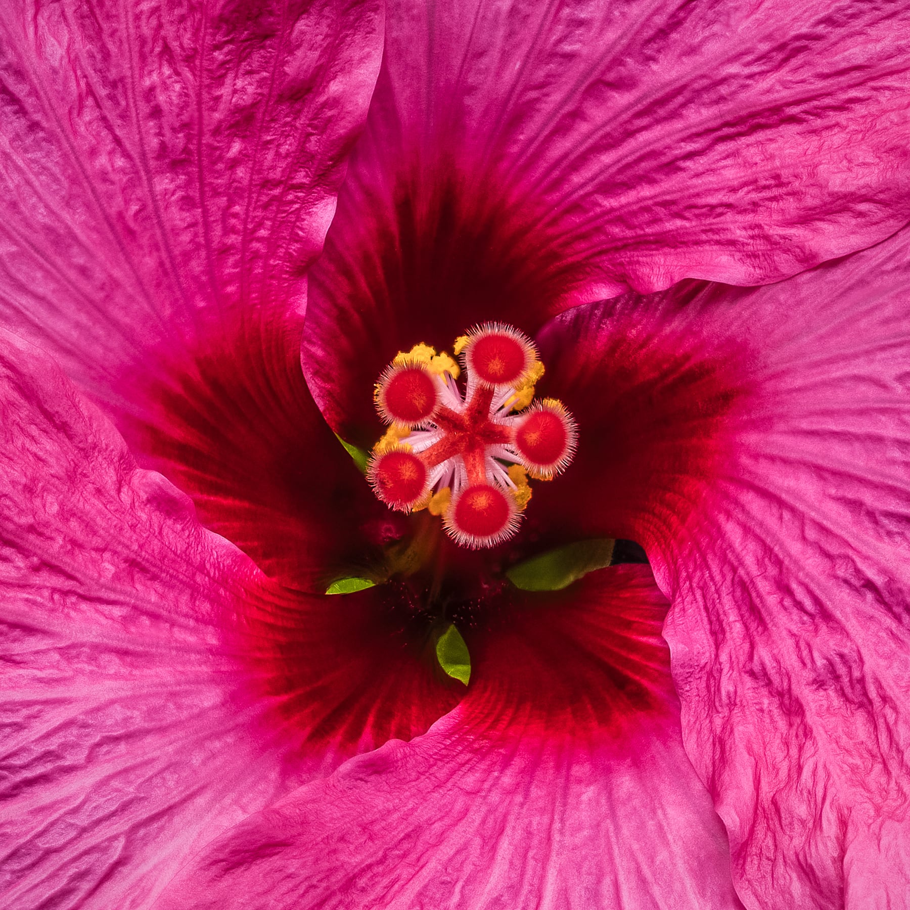 Portfolio Image