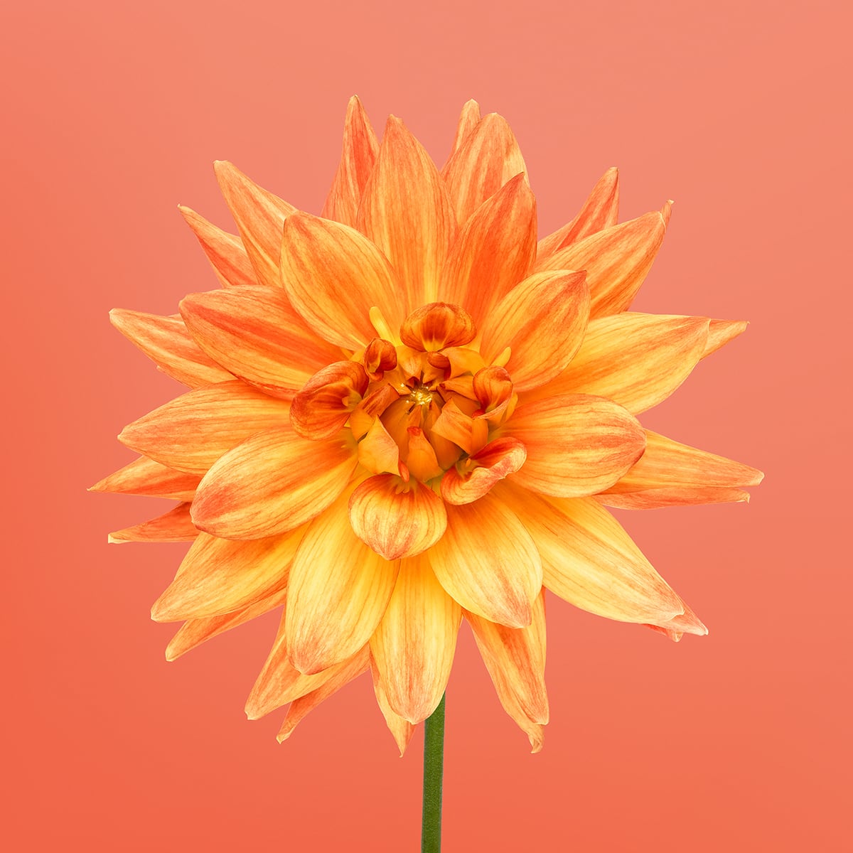 Portfolio Image