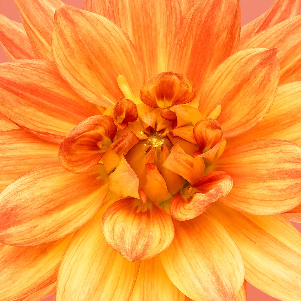 Portfolio Image
