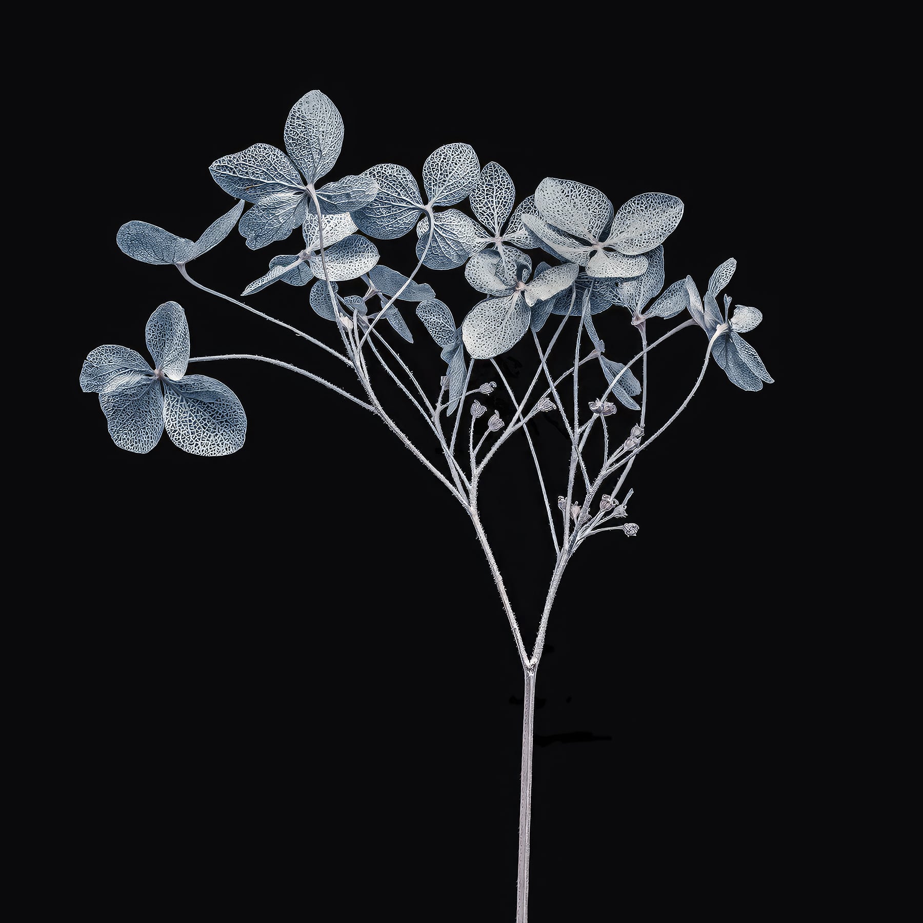 Portfolio Image