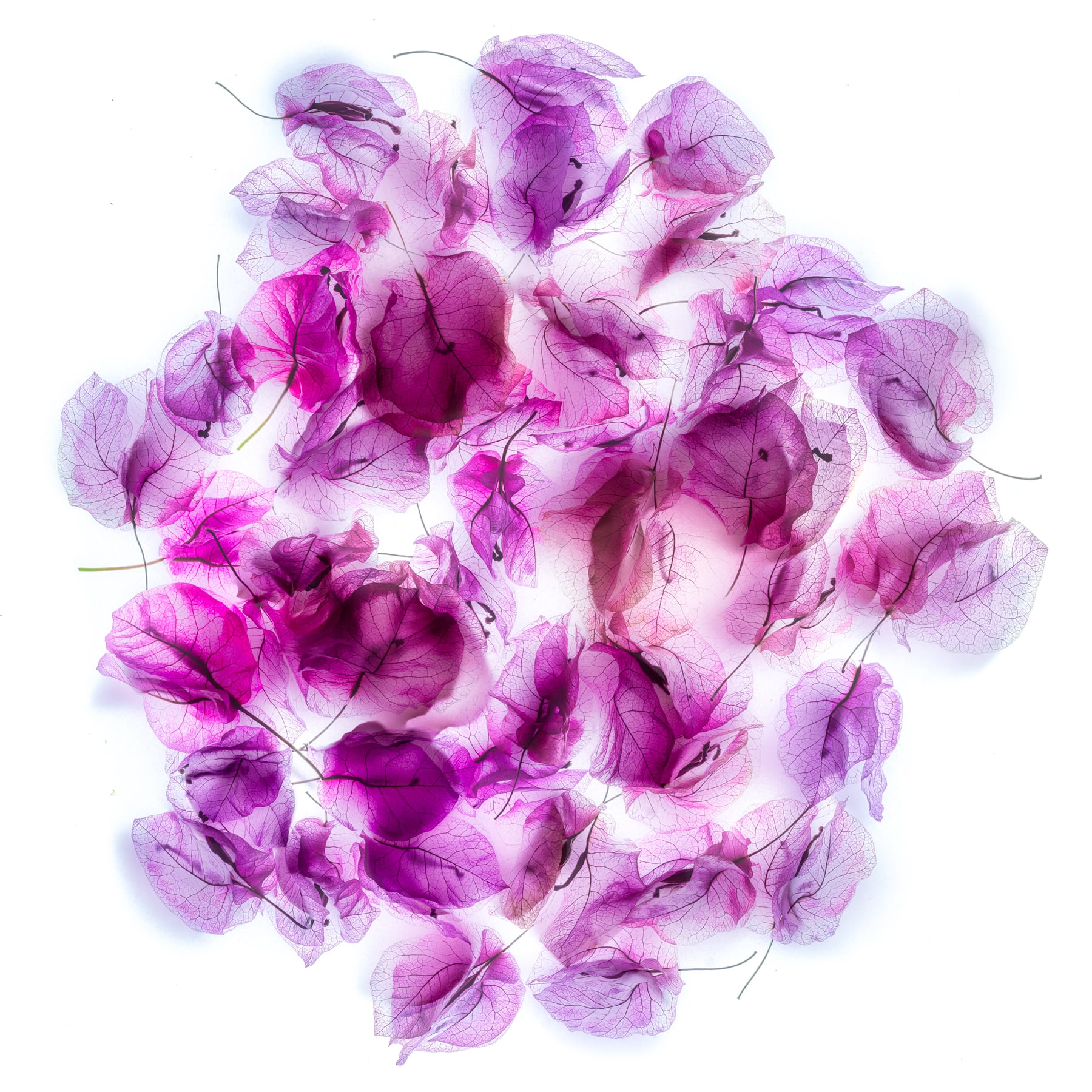 Portfolio Image