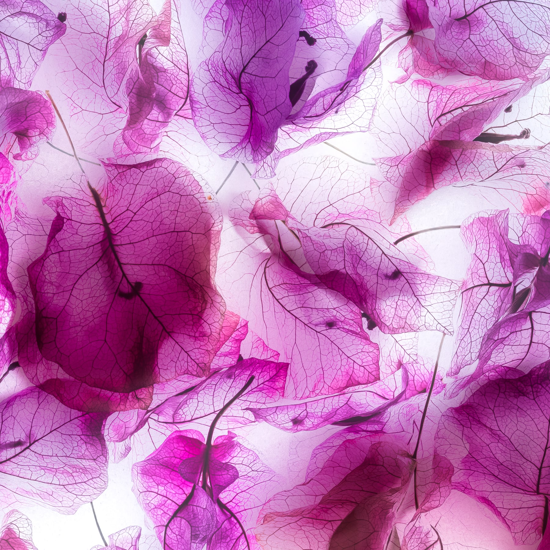 Portfolio Image