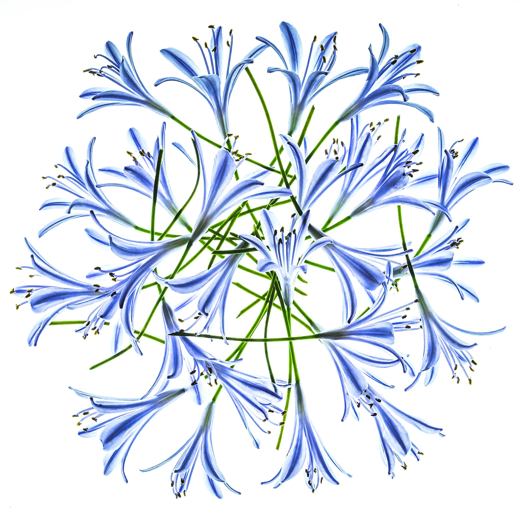 Portfolio Image