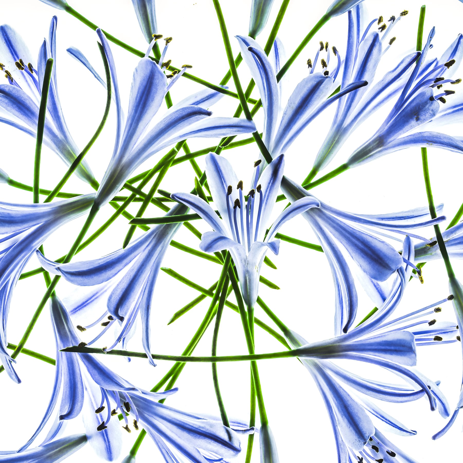 Portfolio Image
