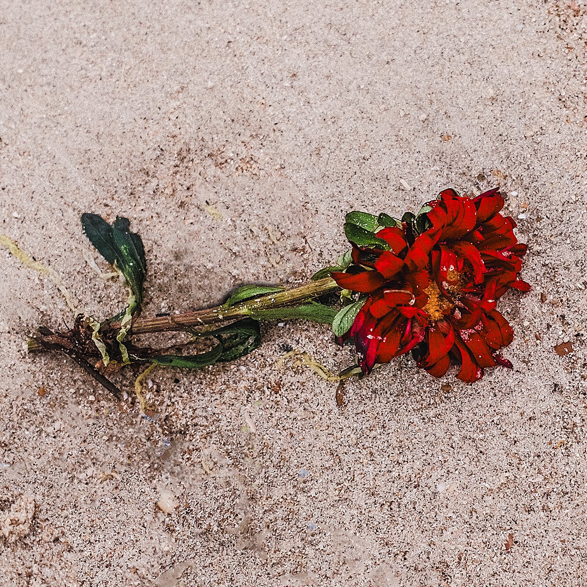 Portfolio Image