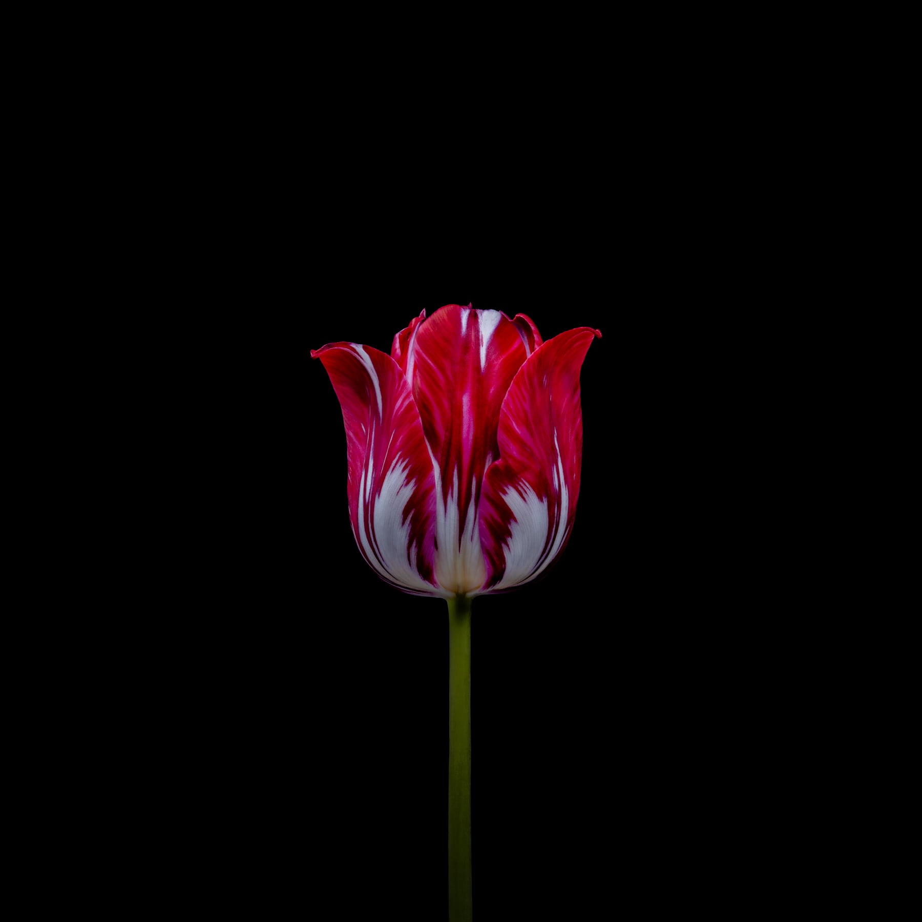Portfolio Image