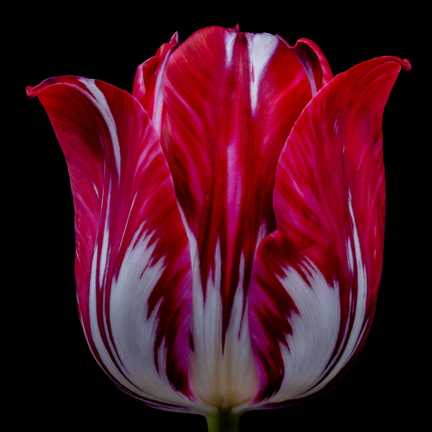 Portfolio Image