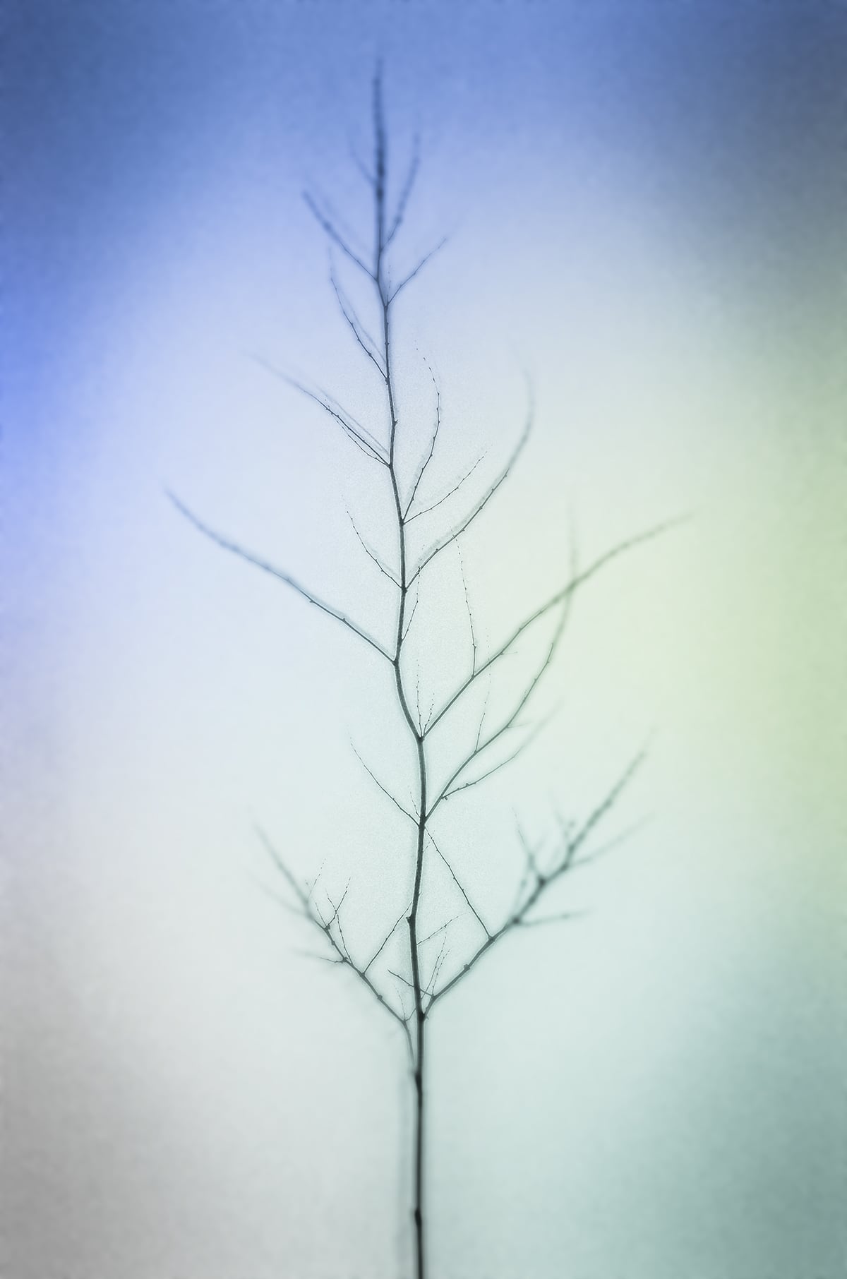 Portfolio Image