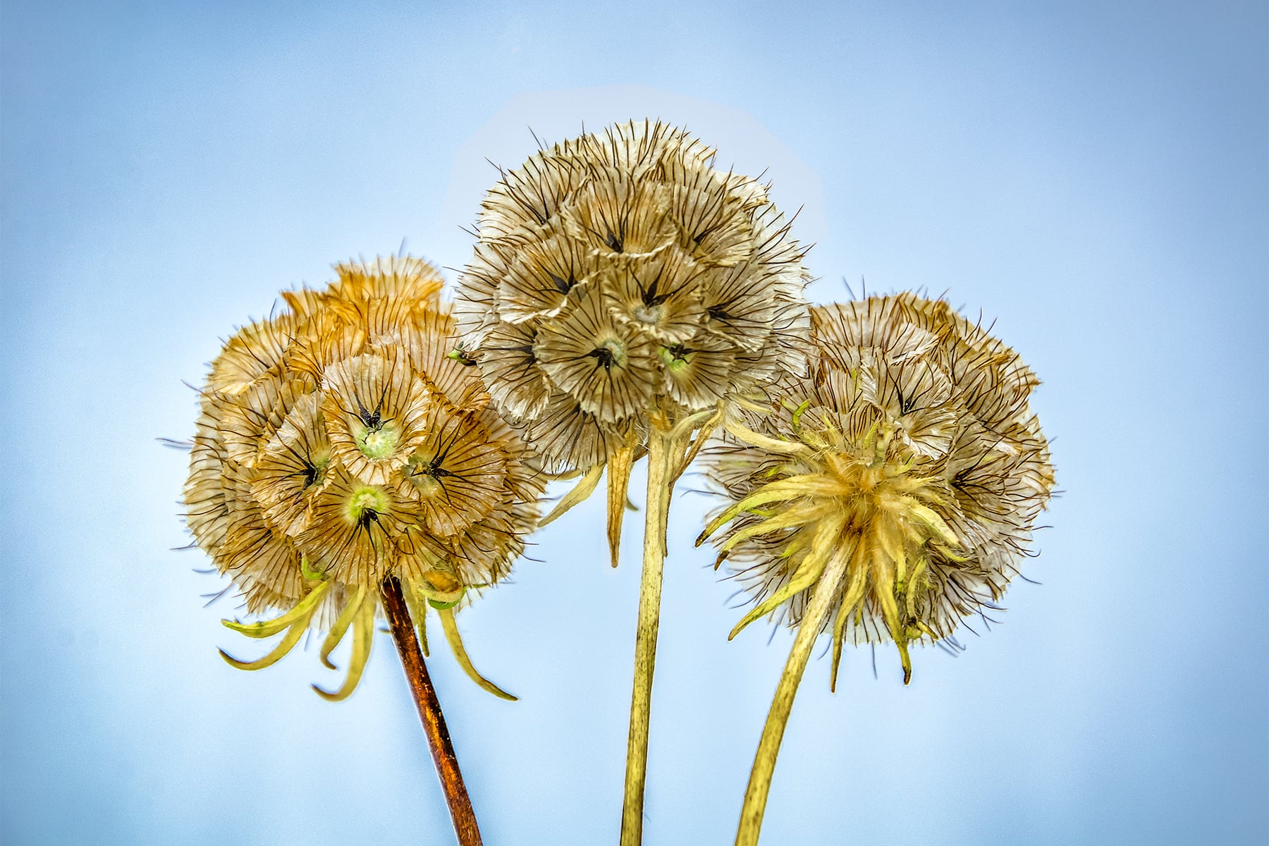 Portfolio Image