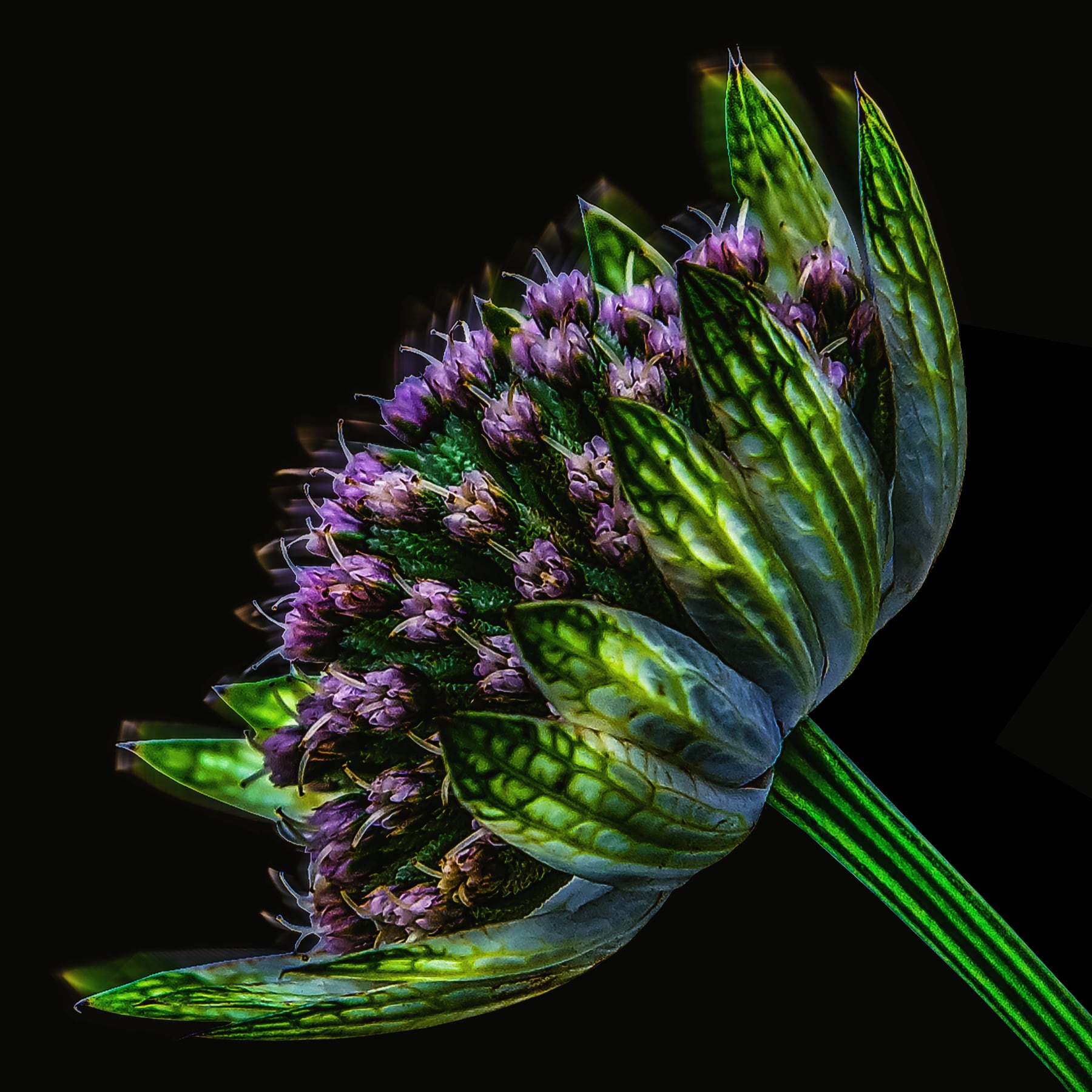 Portfolio Image