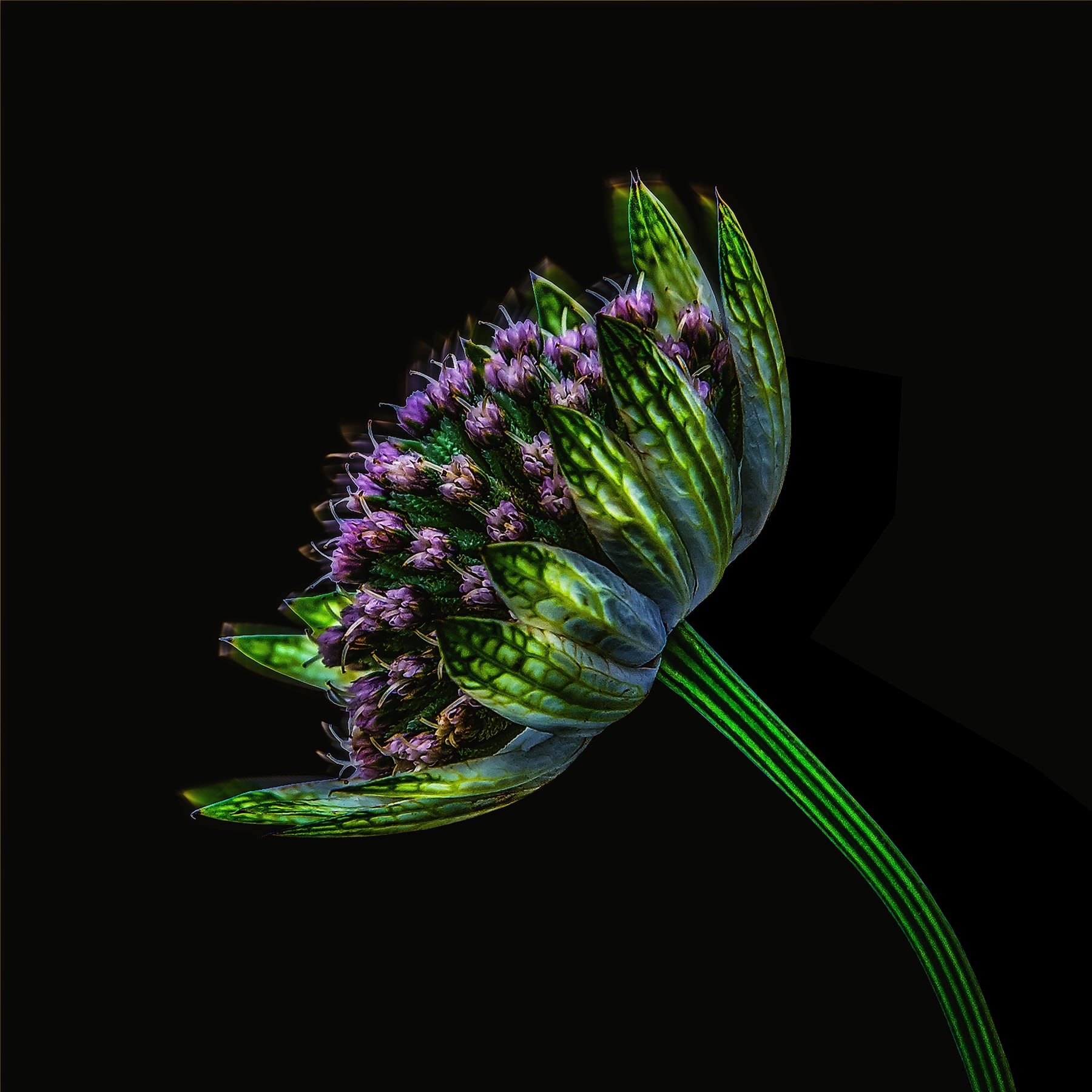 Portfolio Image