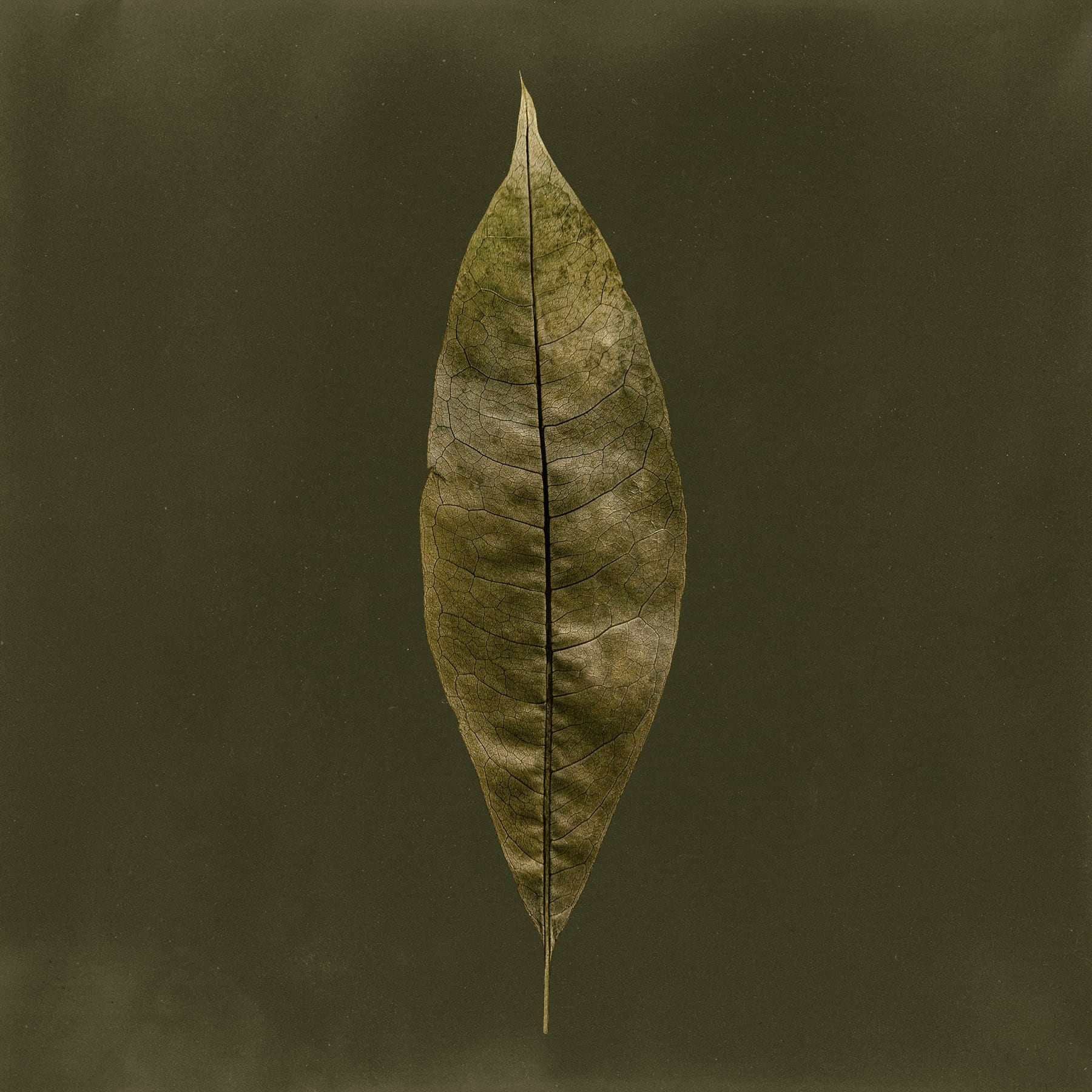 Portfolio Image