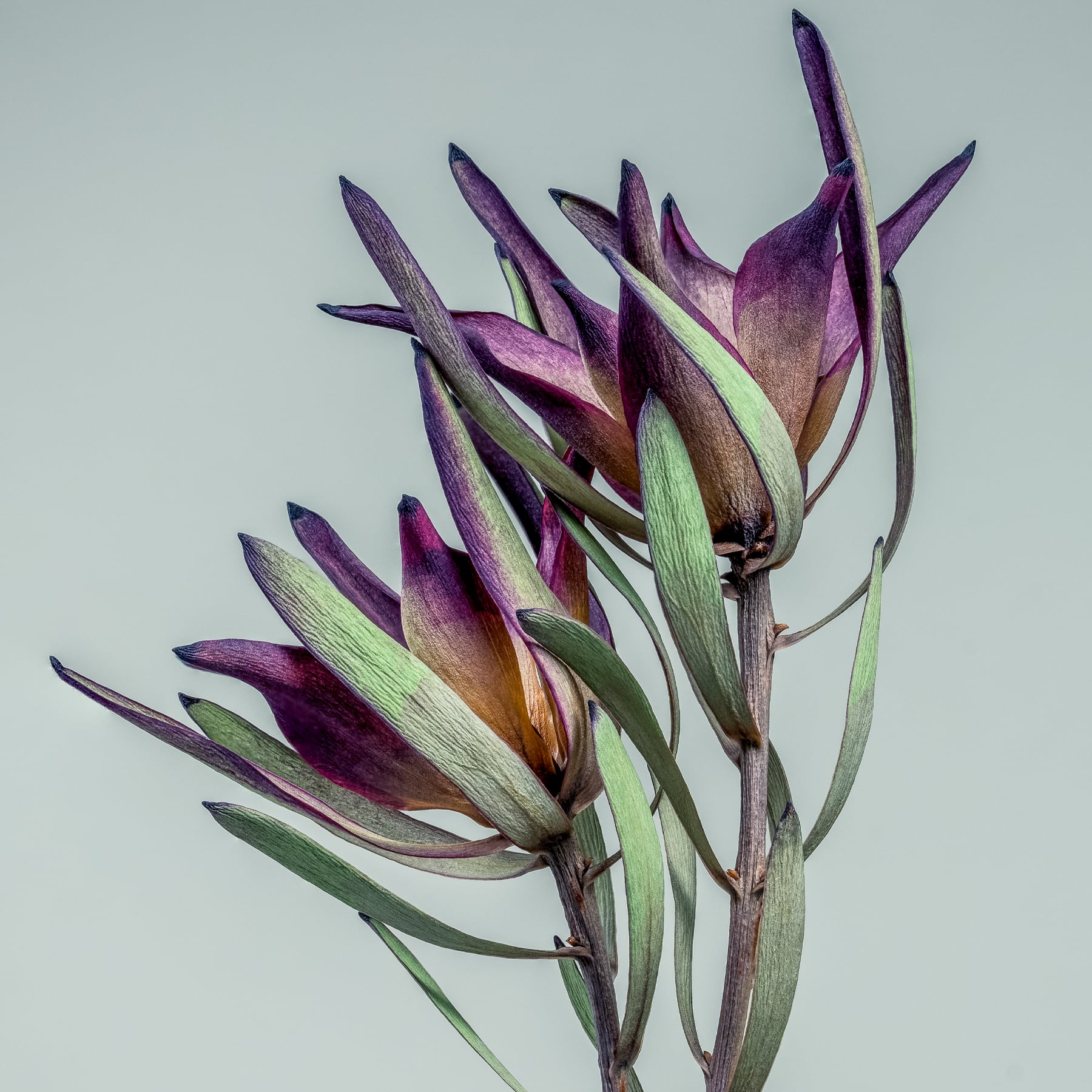 Portfolio Image