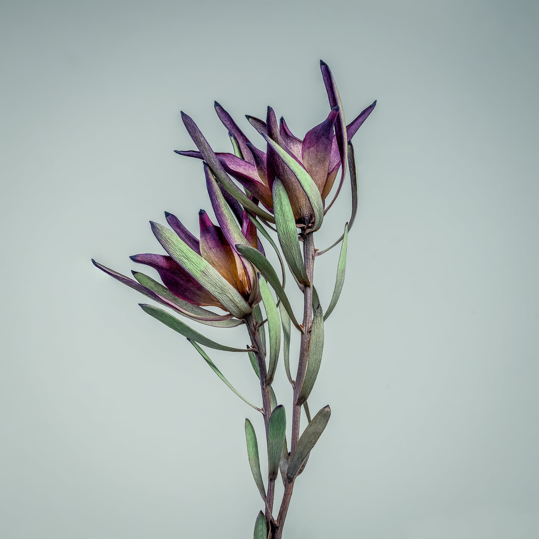 Portfolio Image
