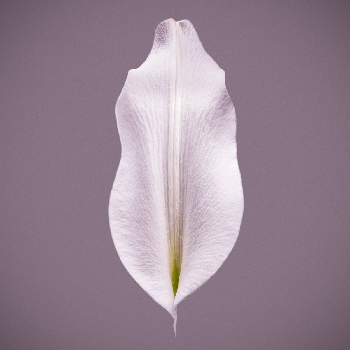 Portfolio Image