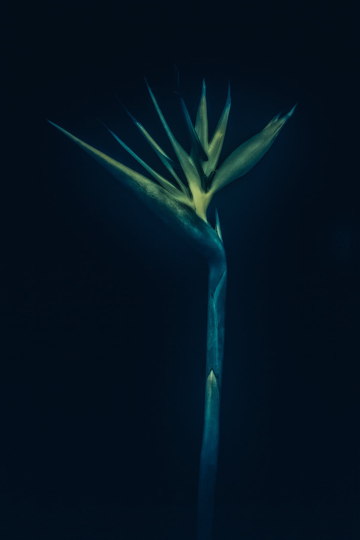 Portfolio Image