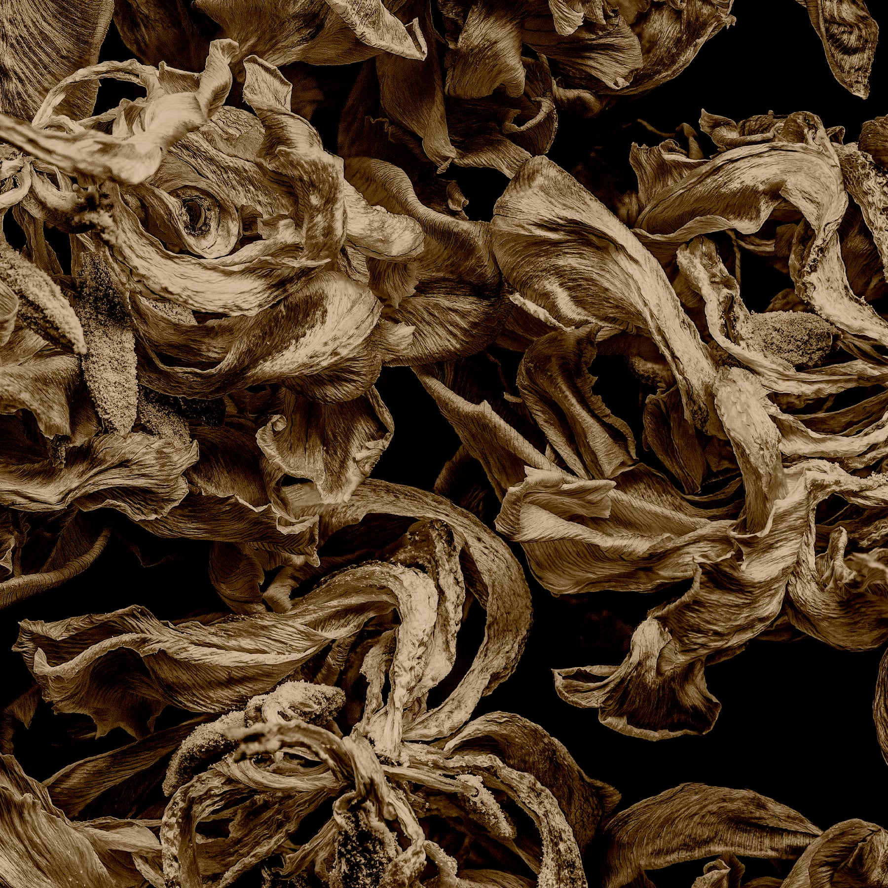 Portfolio Image