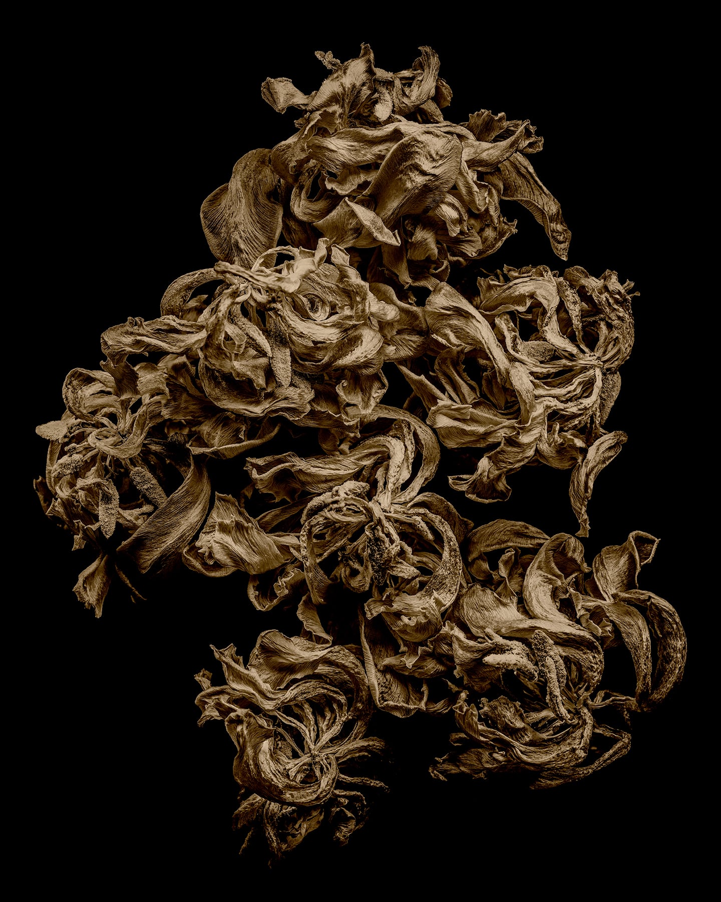 Portfolio Image