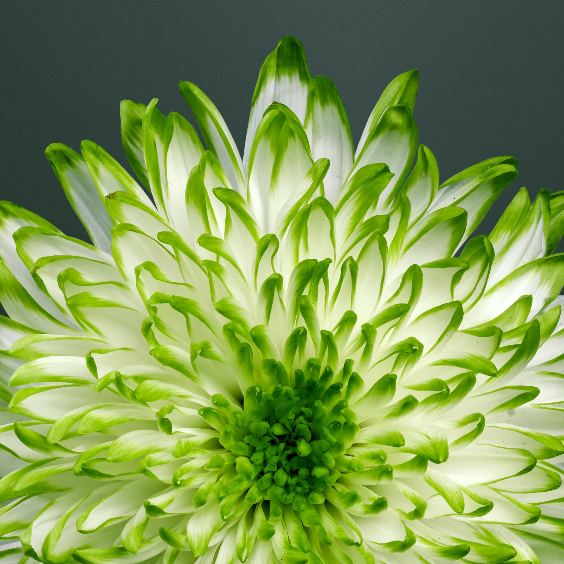 Portfolio Image
