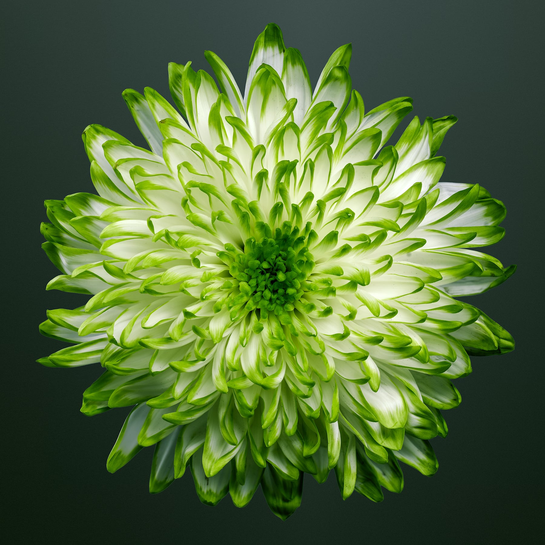 Portfolio Image