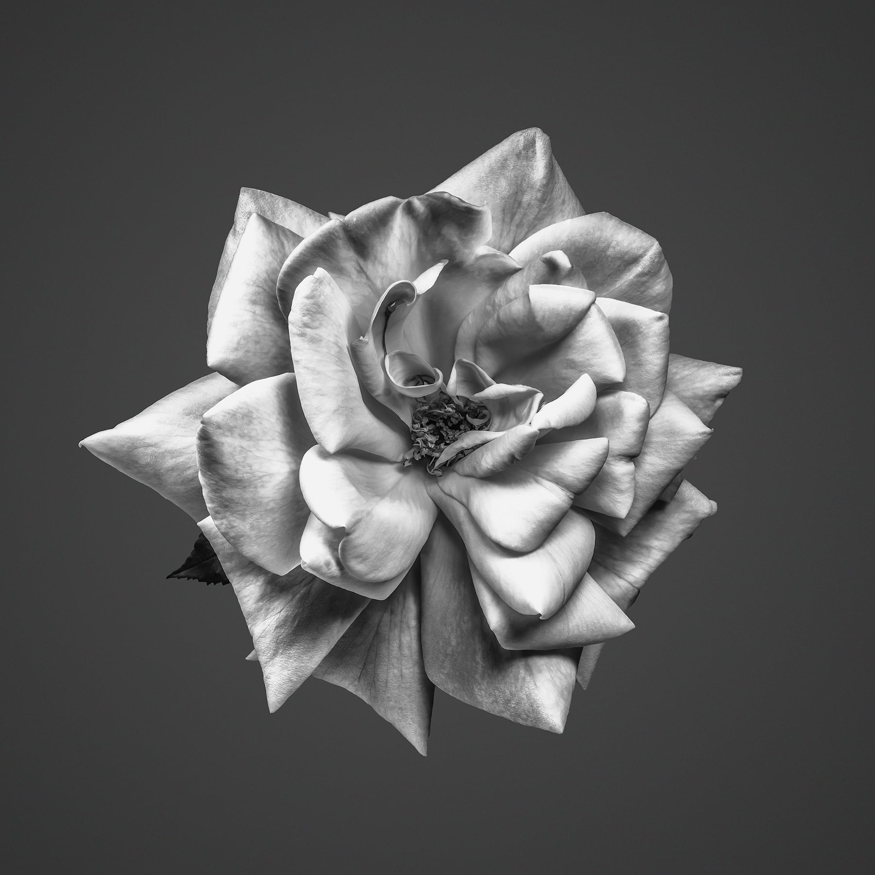 Portfolio Image
