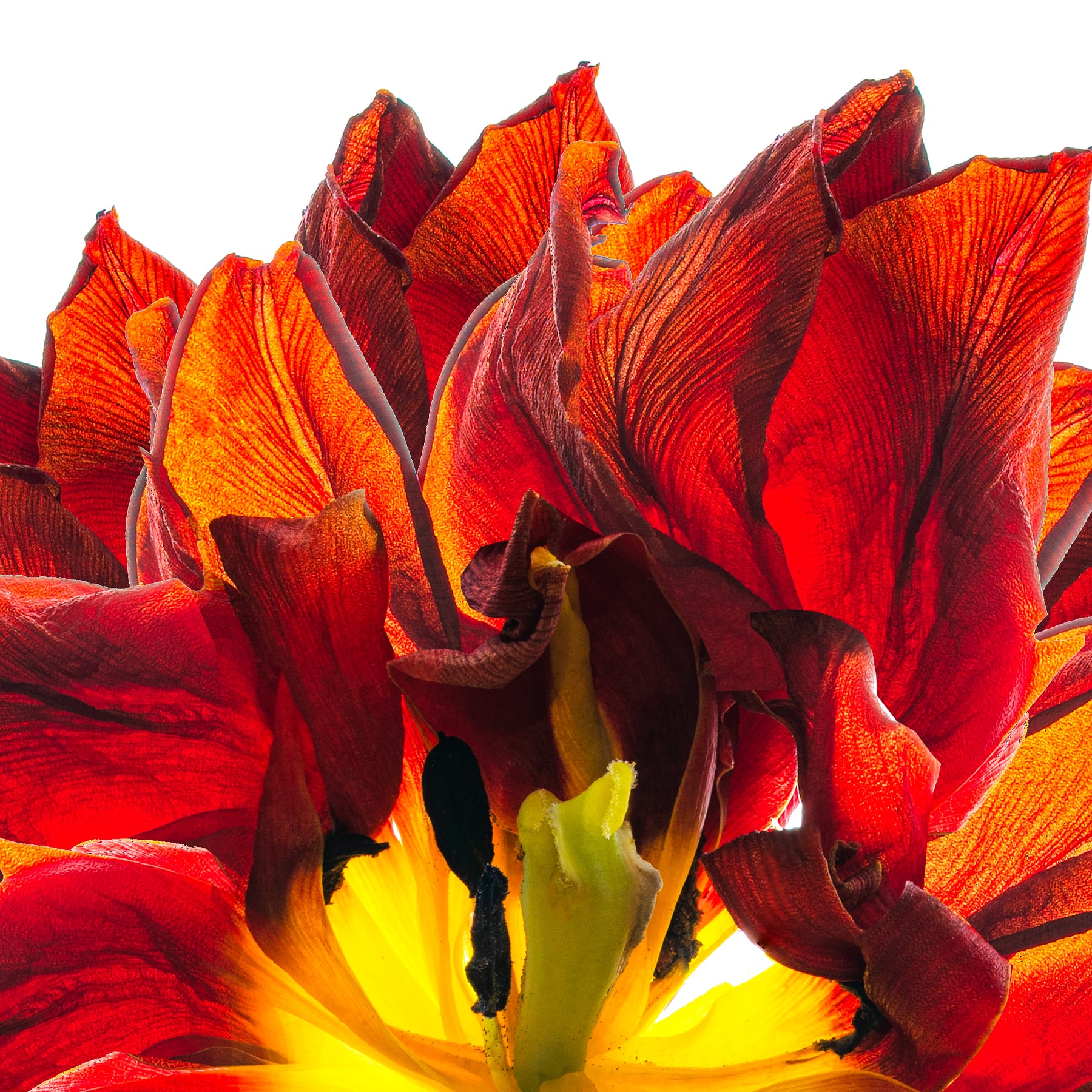 Portfolio Image