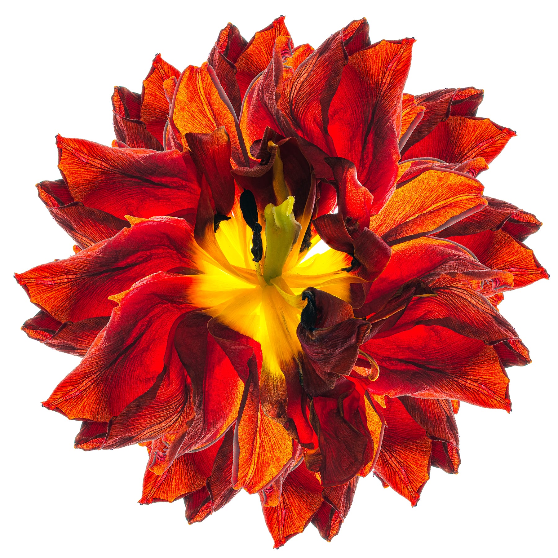 Portfolio Image