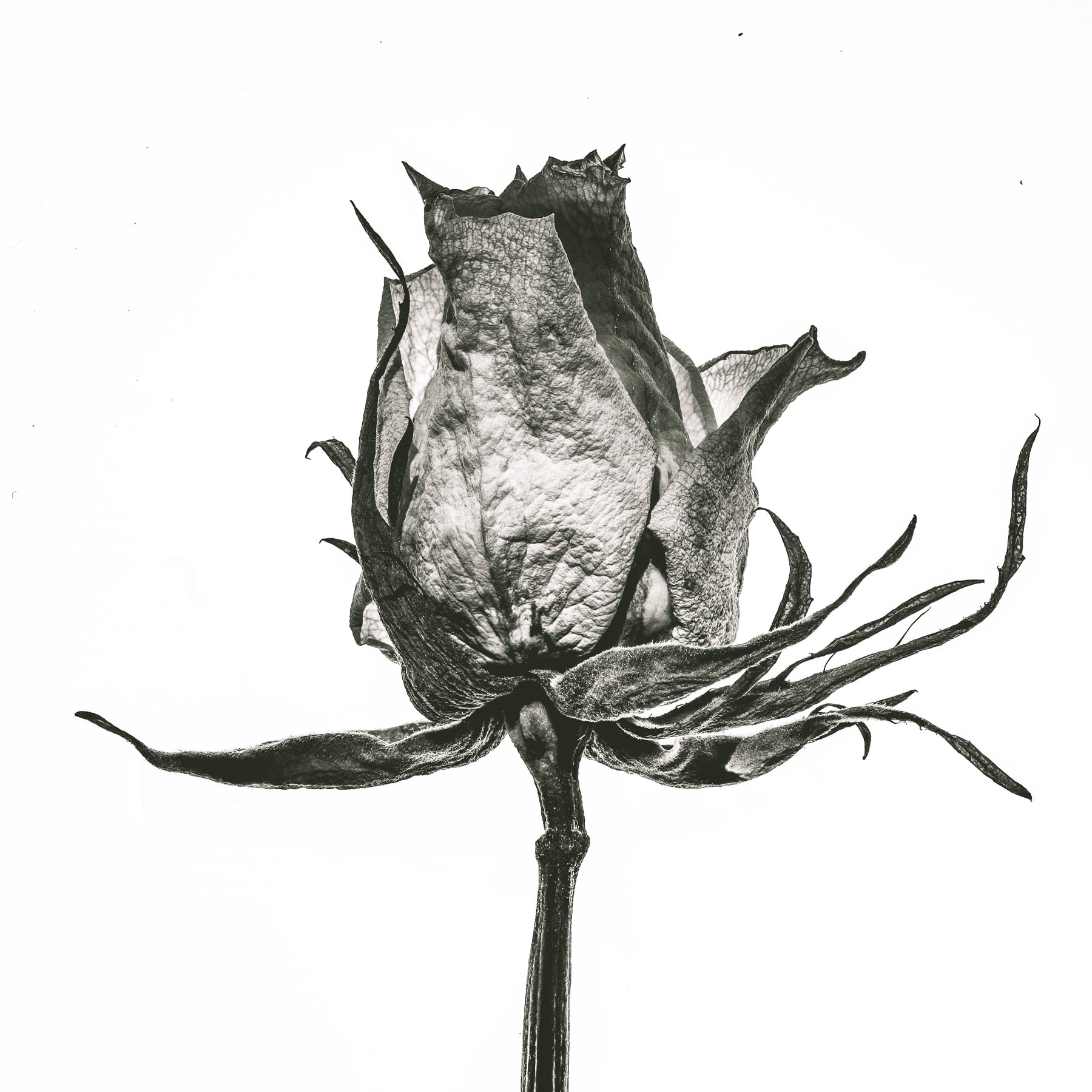Portfolio Image