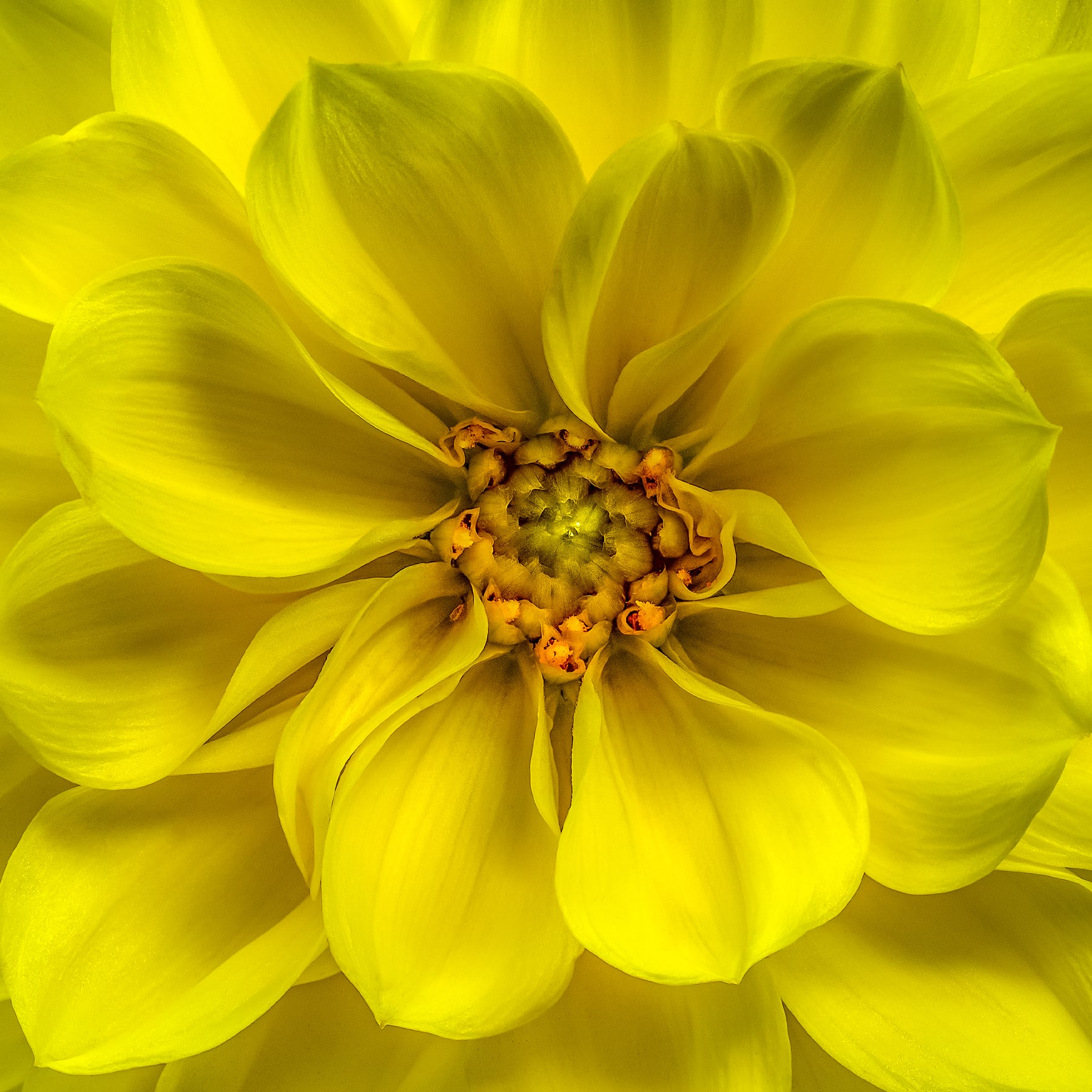 Portfolio Image