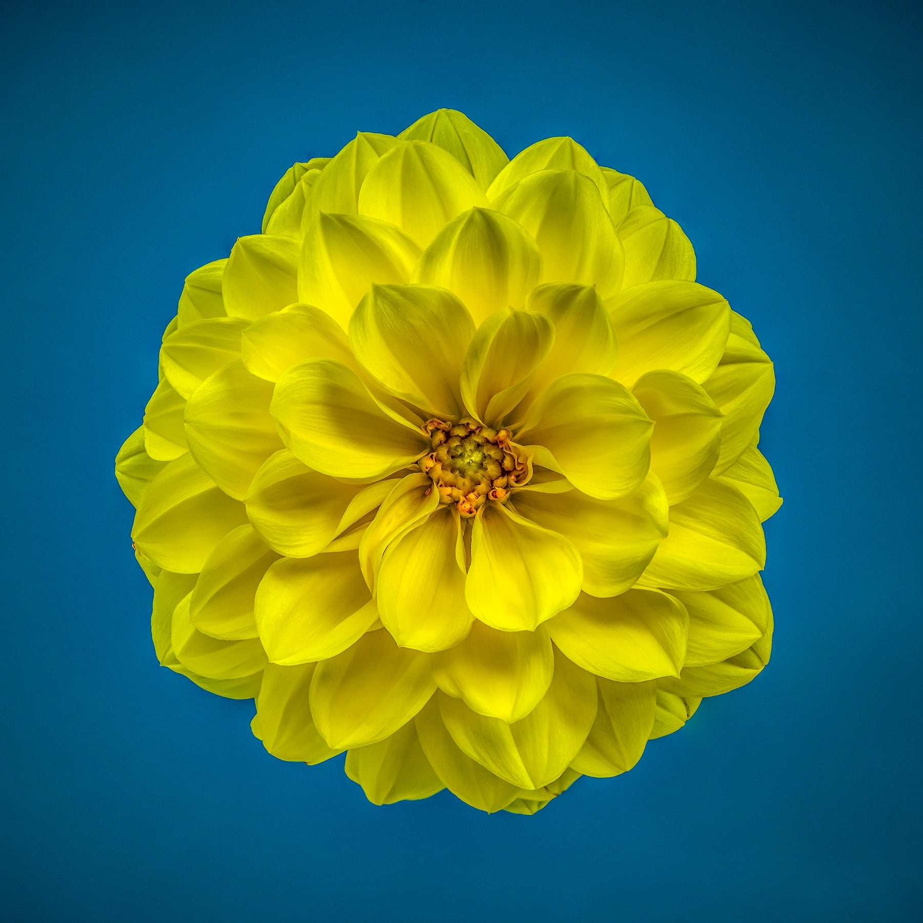Portfolio Image