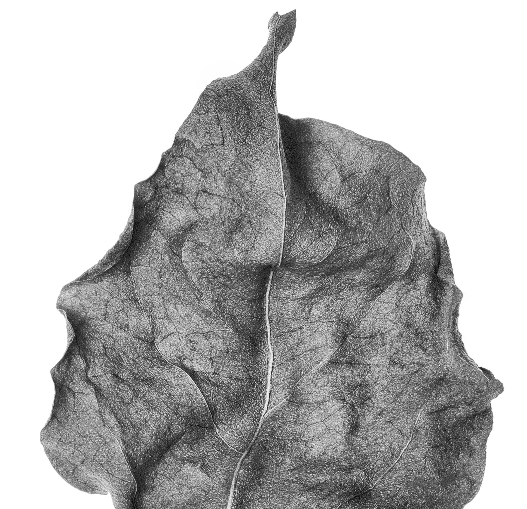 Portfolio Image