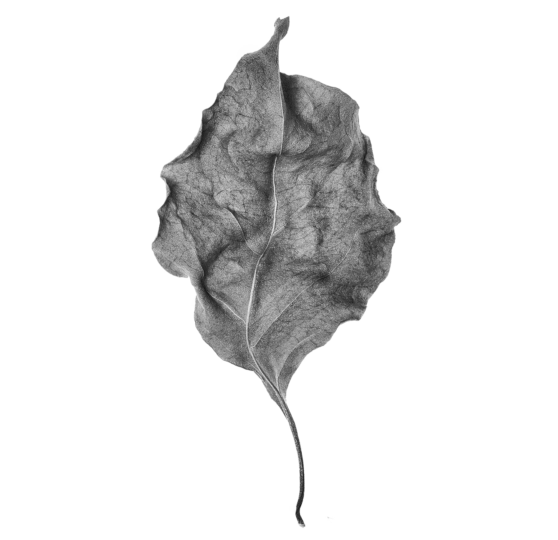 Portfolio Image