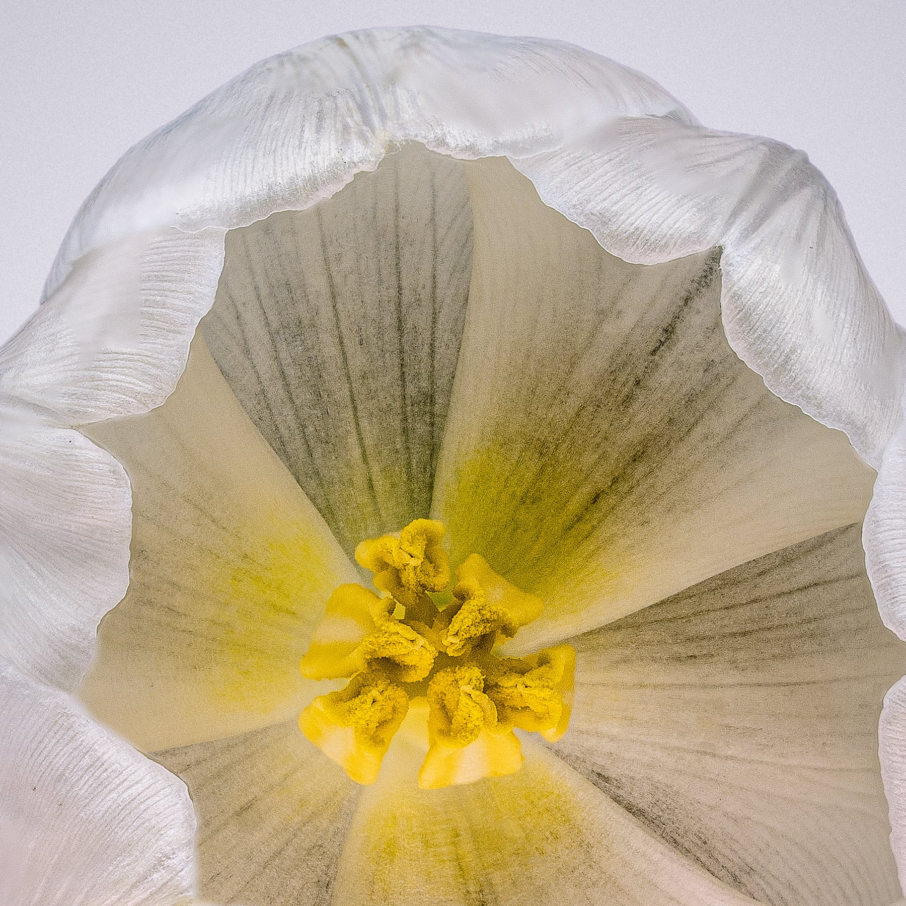 Portfolio Image