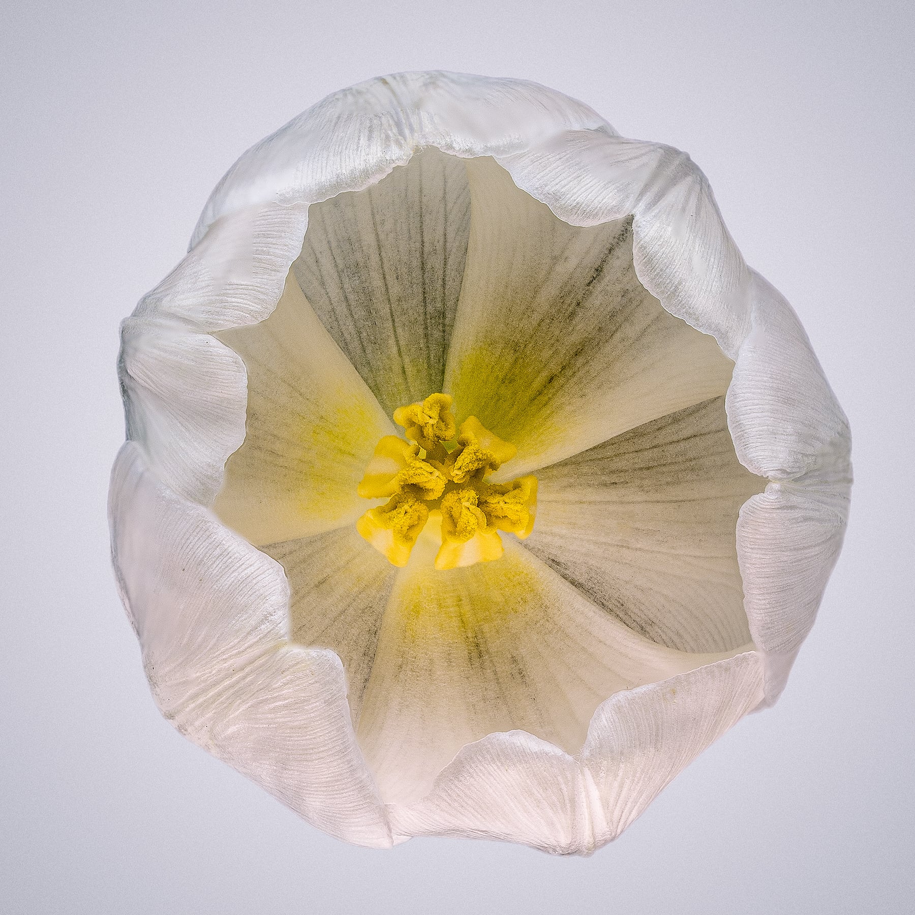 Portfolio Image
