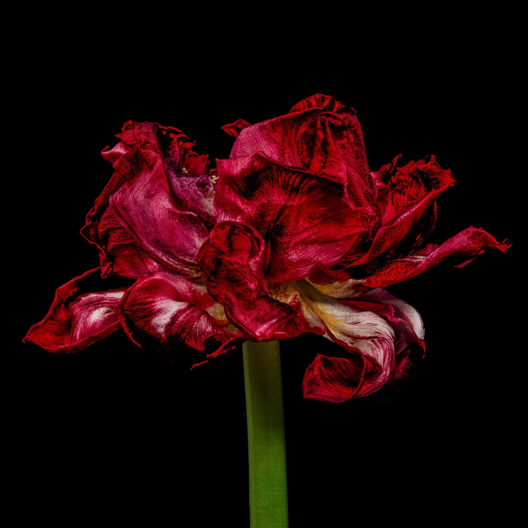 Portfolio Image