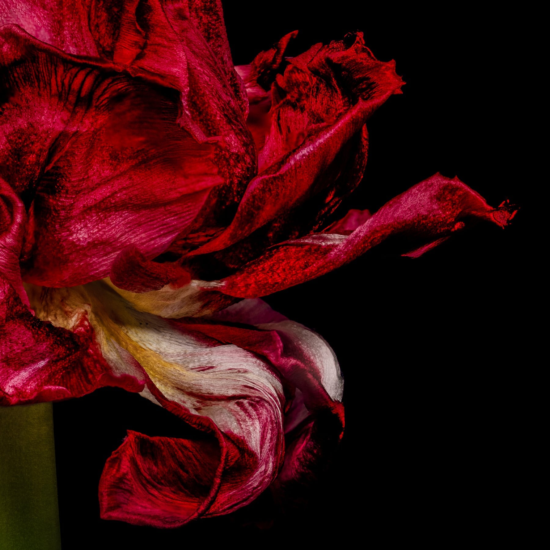 Portfolio Image