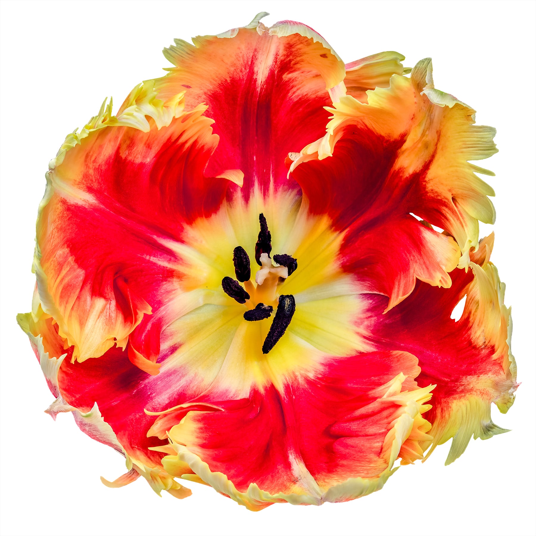 Portfolio Image
