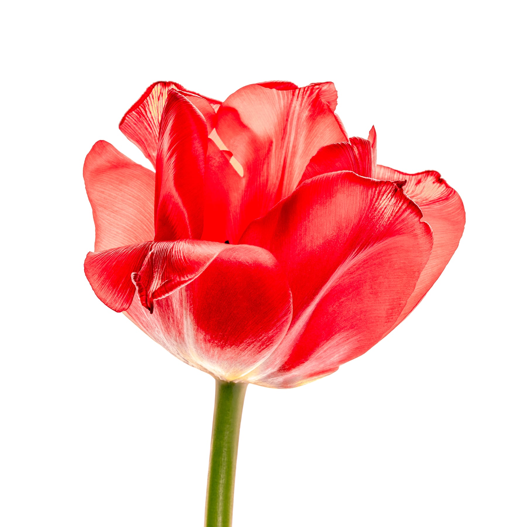 Portfolio Image