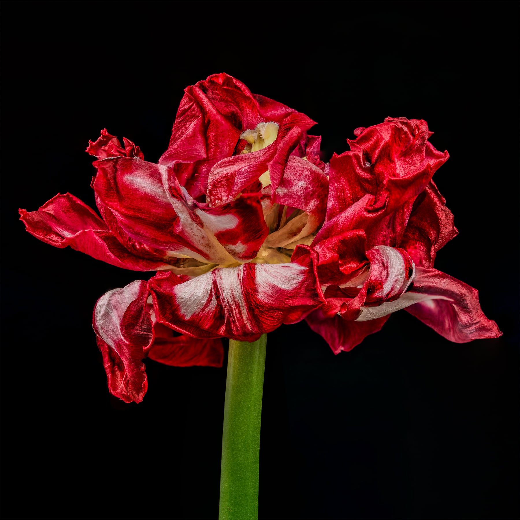 Portfolio Image