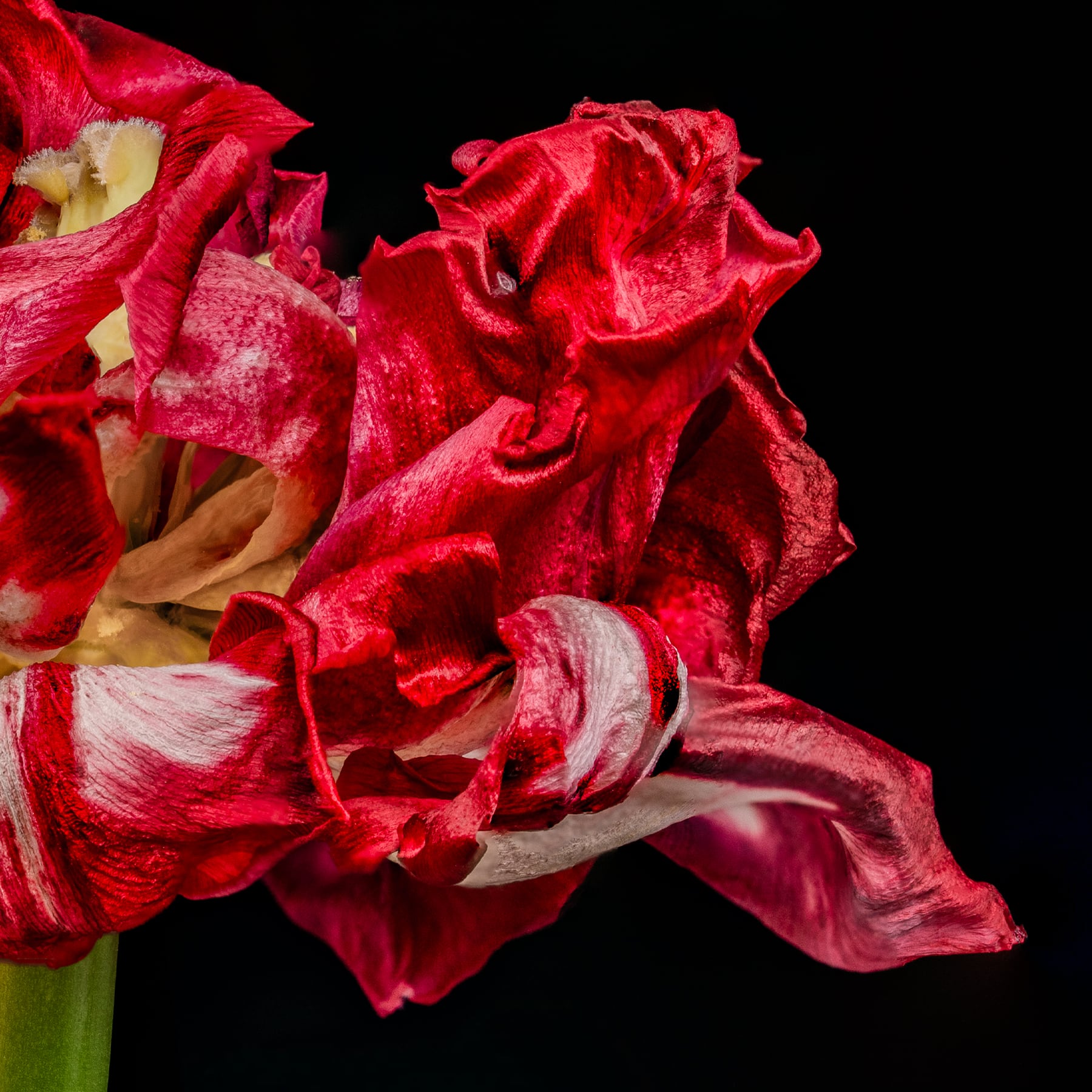 Portfolio Image