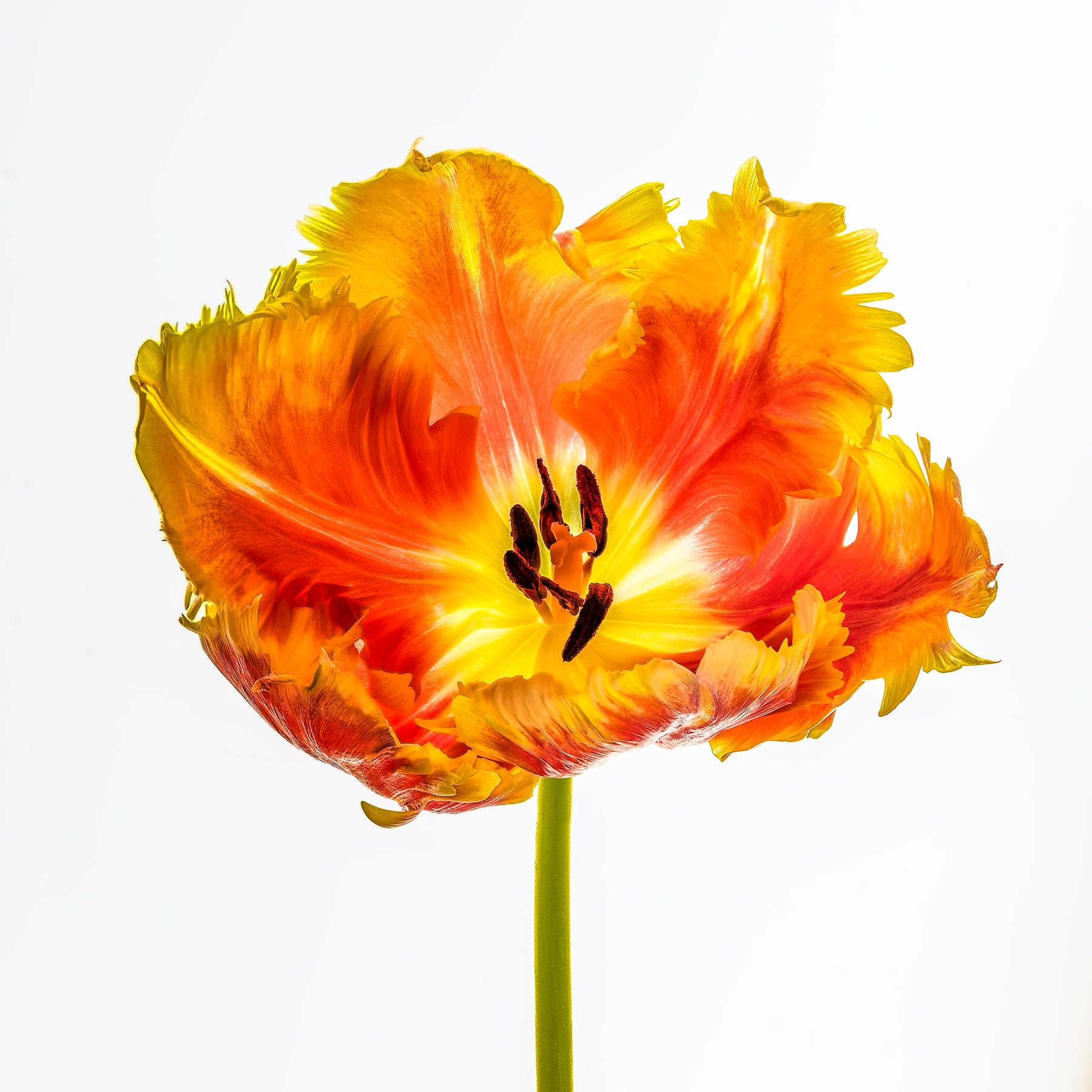 Portfolio Image