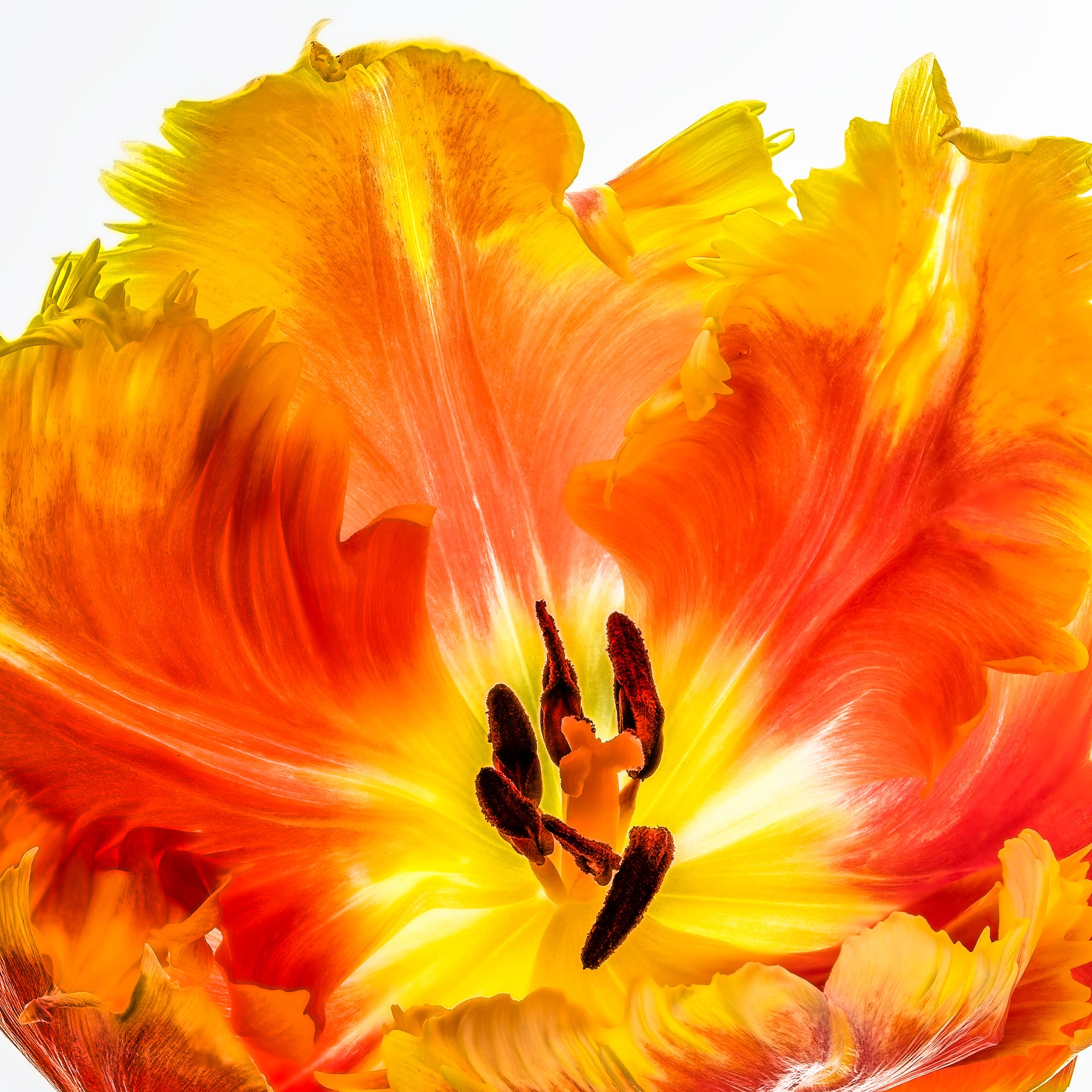 Portfolio Image